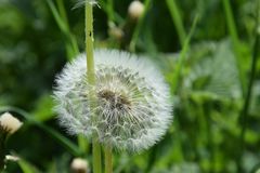 Pusteblume