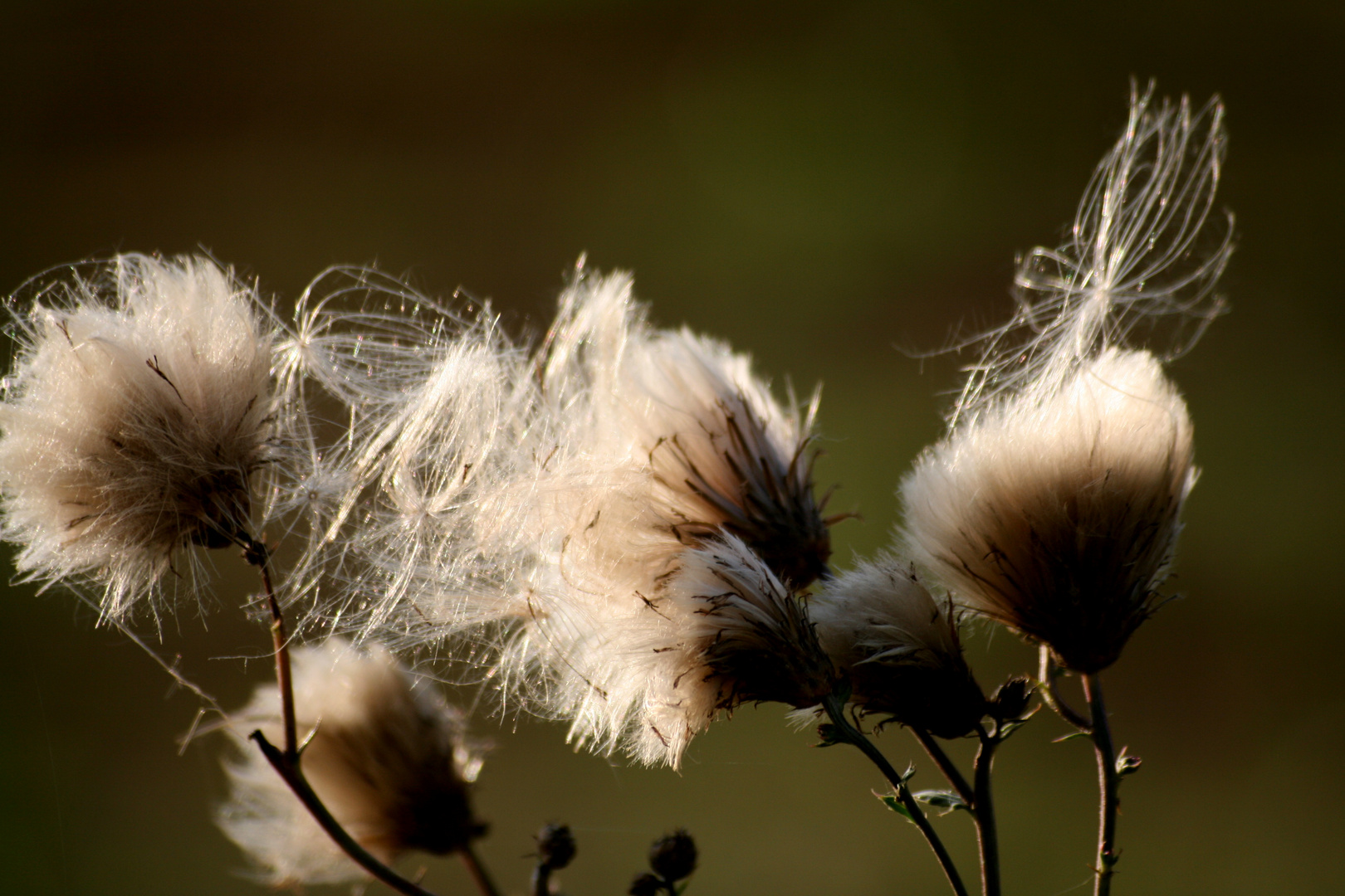 Pusteblume