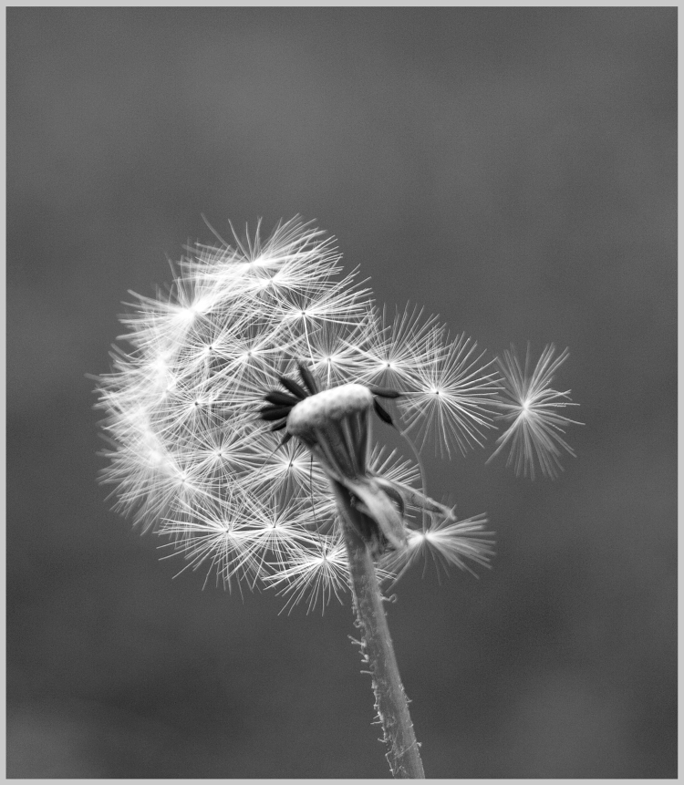 Pusteblume