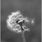 Pusteblume