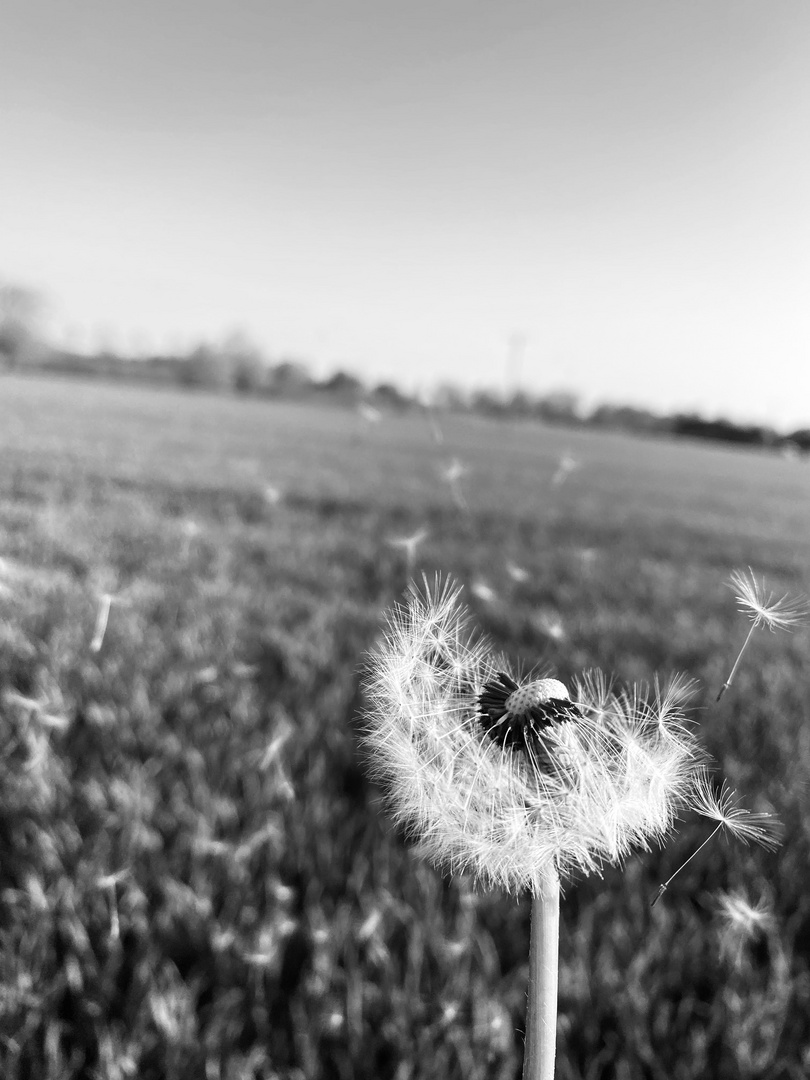 Pusteblume 