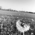 Pusteblume 