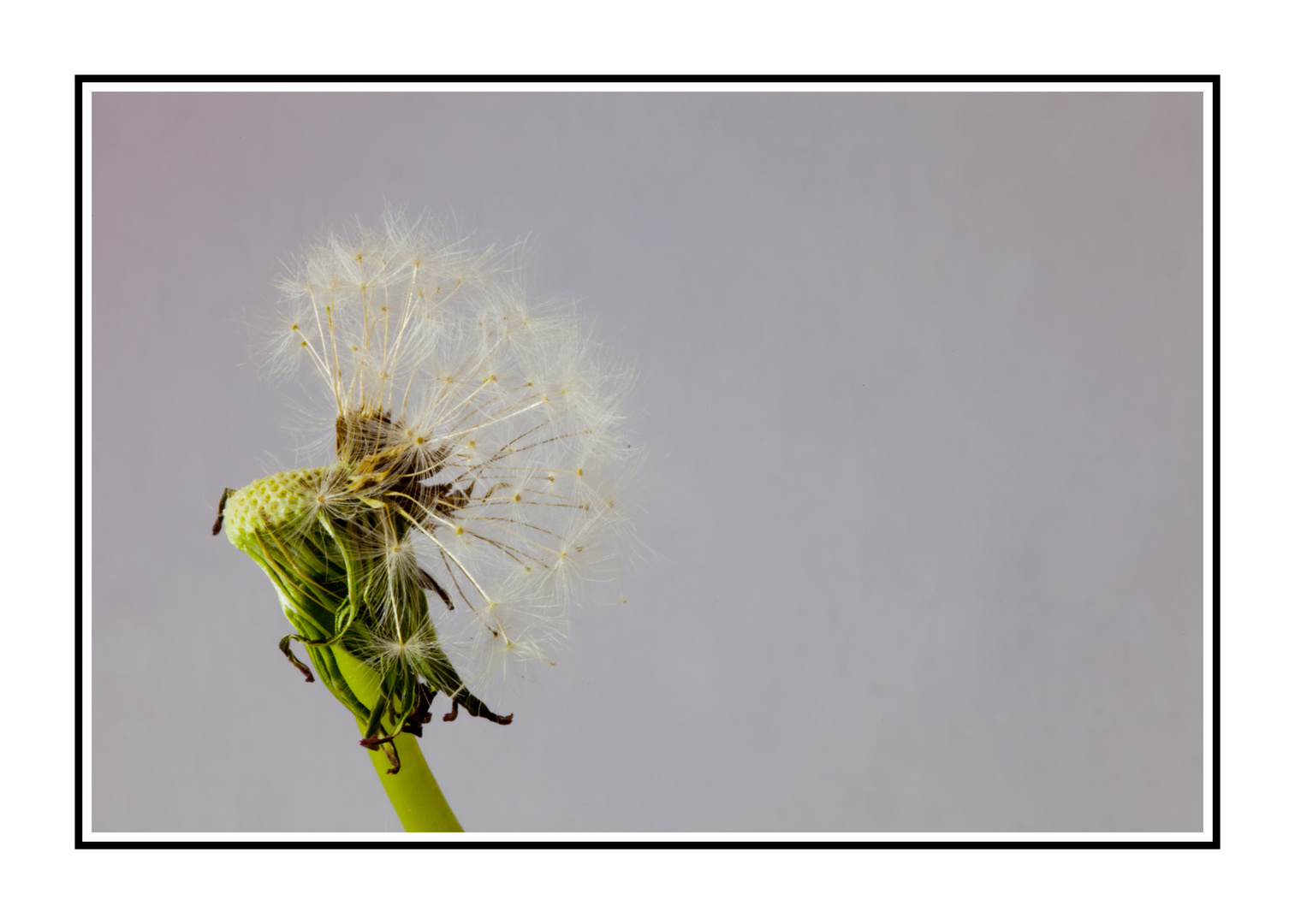 Pusteblume 06