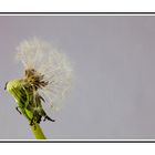 Pusteblume 06