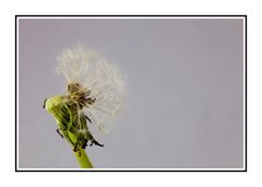 Pusteblume 06