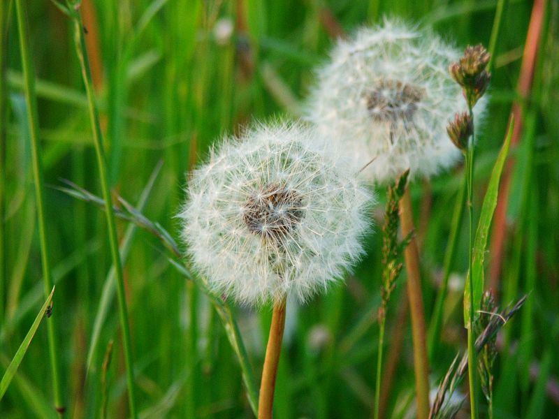 Pusteblume