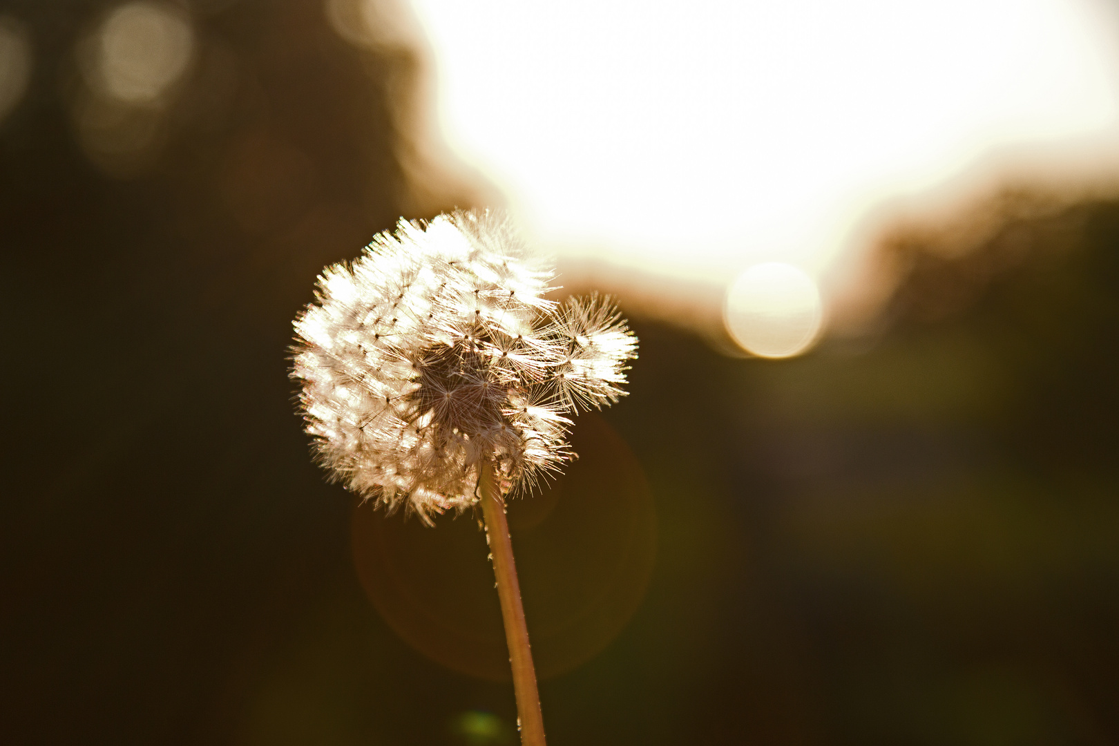 Pusteblume