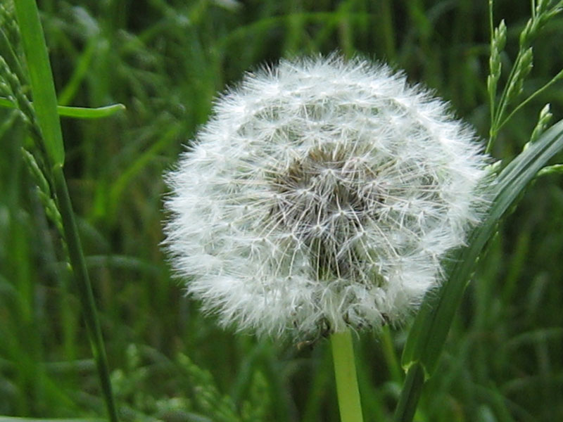 Pusteblume