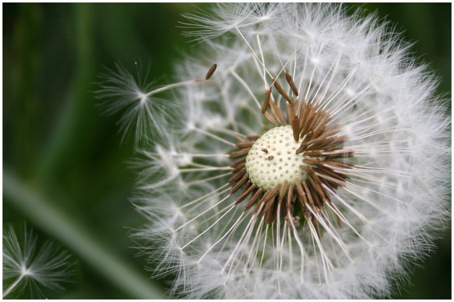 Pusteblume