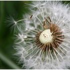 Pusteblume