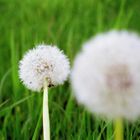 Pusteblume