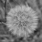 Pusteblume 