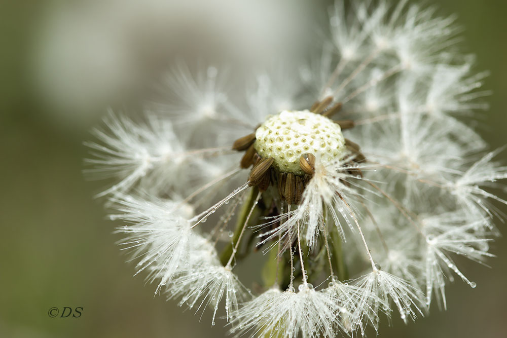 Pusteblume