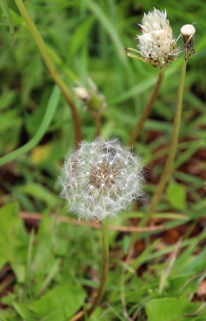  Pusteblume ... 