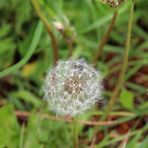  Pusteblume ... 