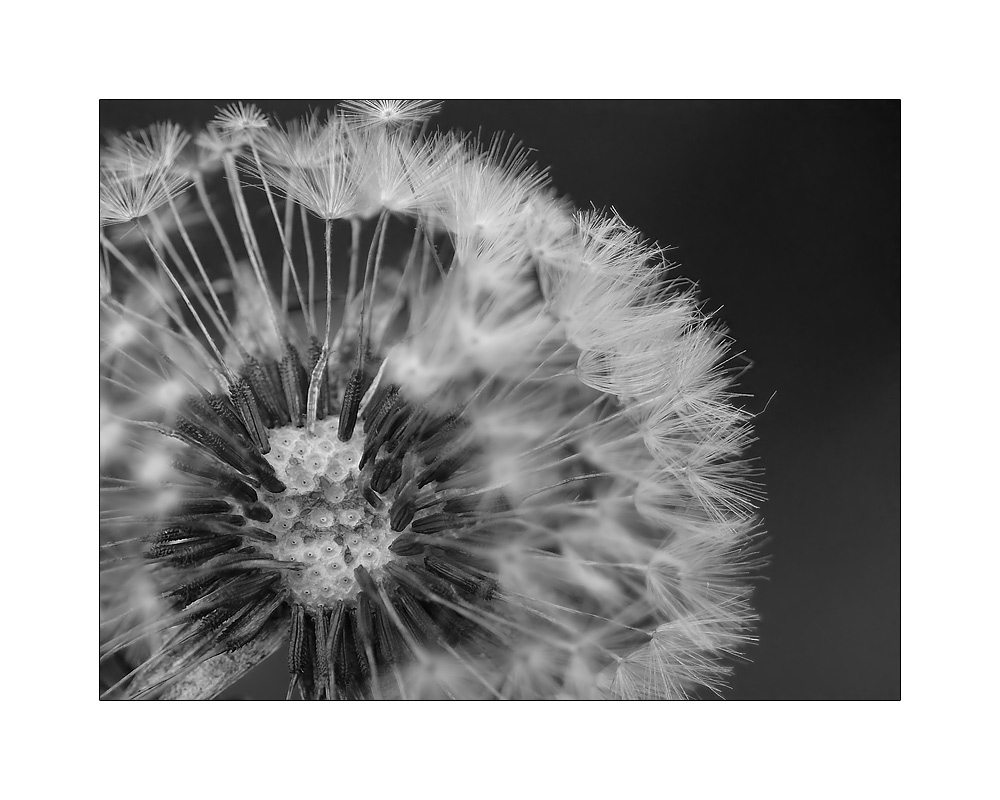 Pusteblume