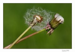 Pusteblume....