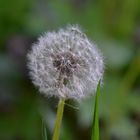 Pusteblume