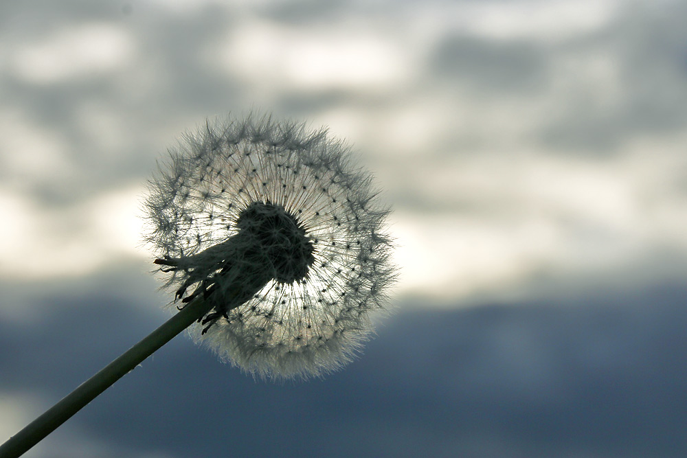 Pusteblume