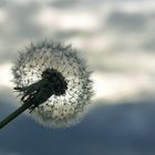 Pusteblume