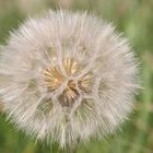 Pusteblume