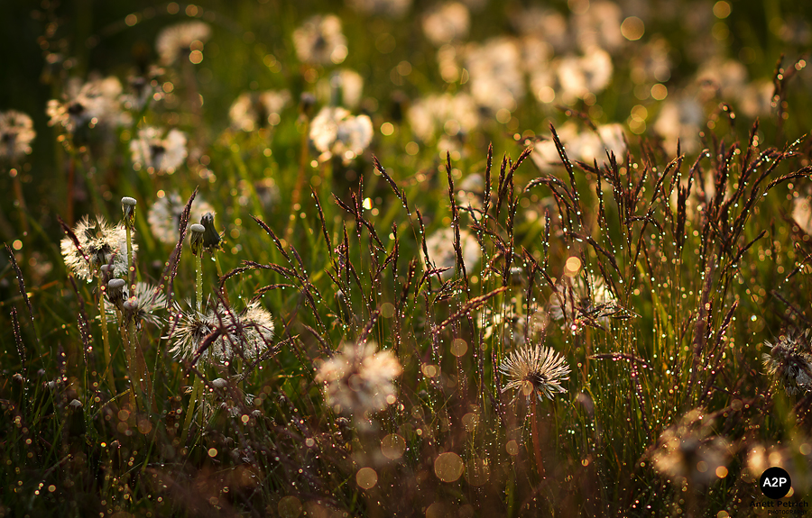 Pusteblume!