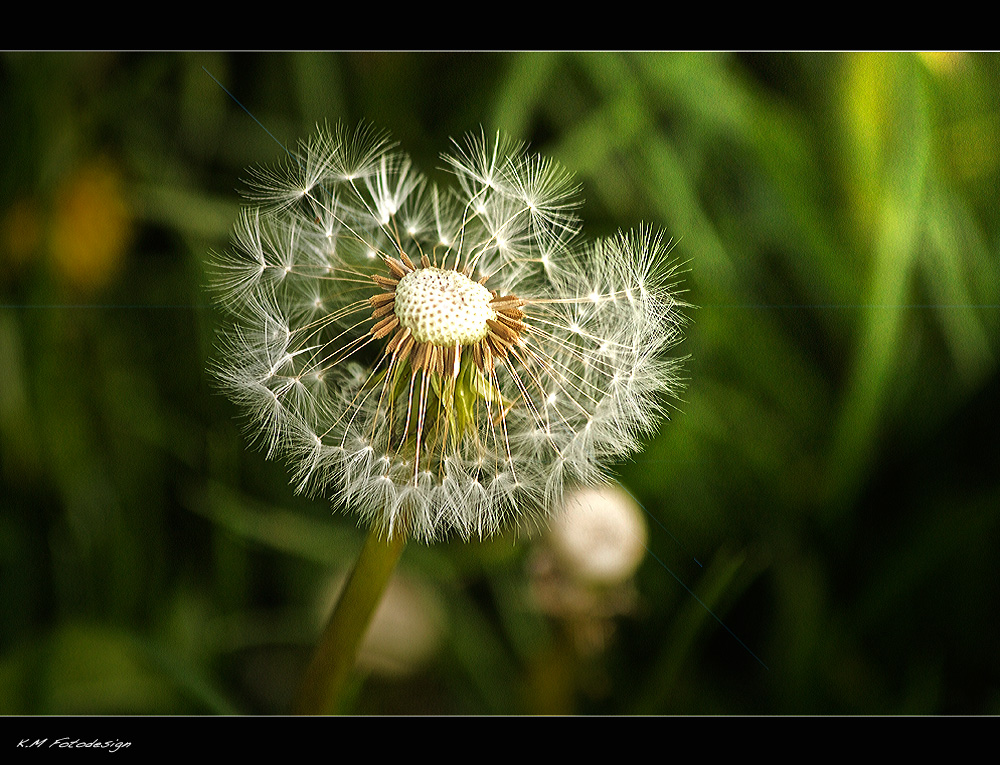 Pusteblume!