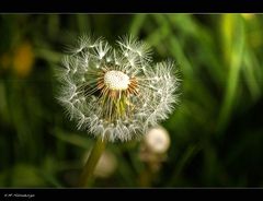 Pusteblume!