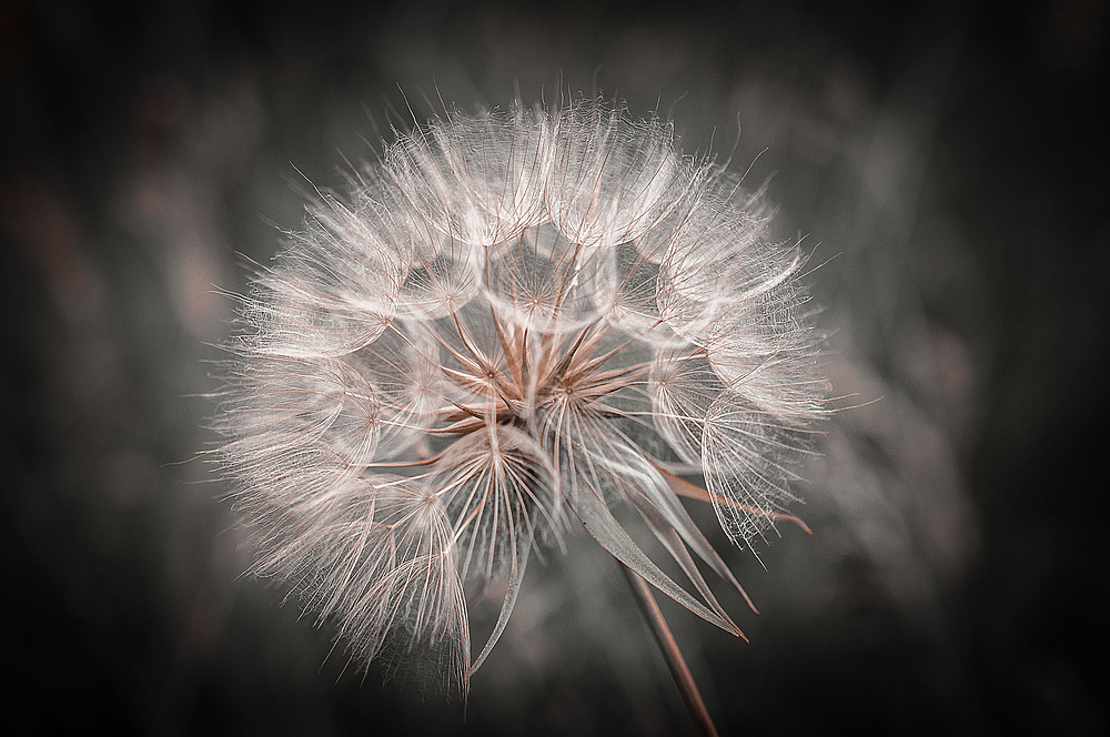 Pusteblume