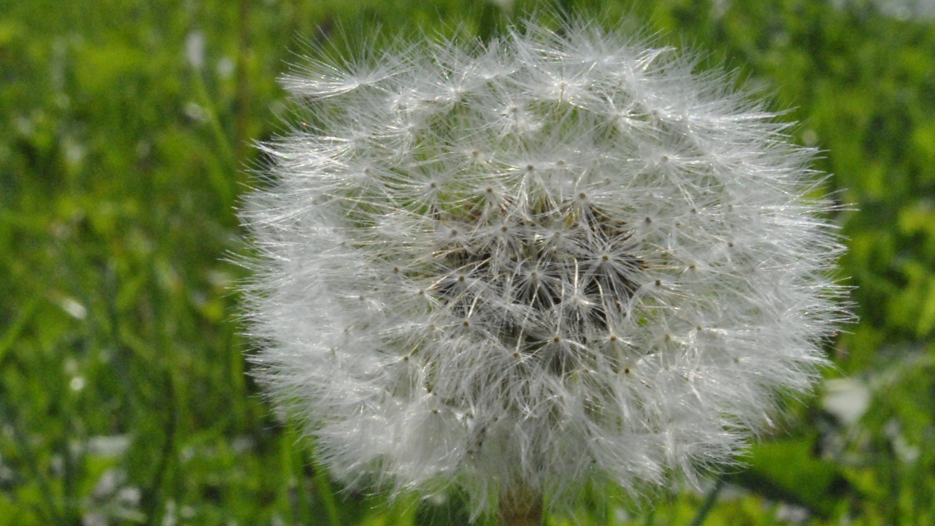 Pusteblume....