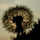 Pusteblume