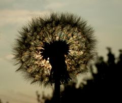 Pusteblume