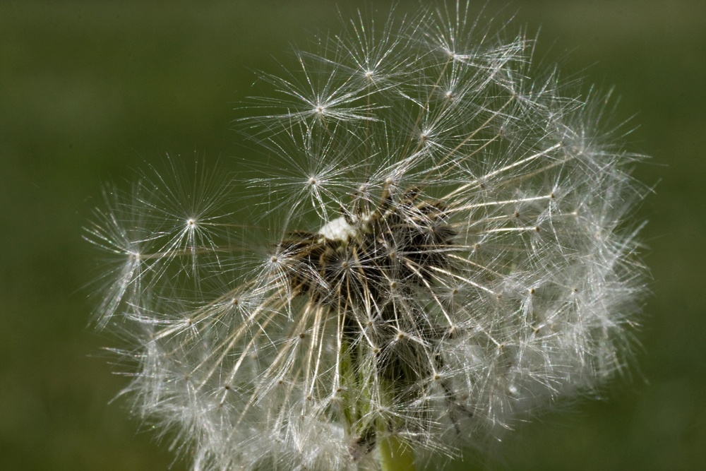 Pusteblume