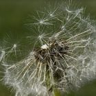 Pusteblume