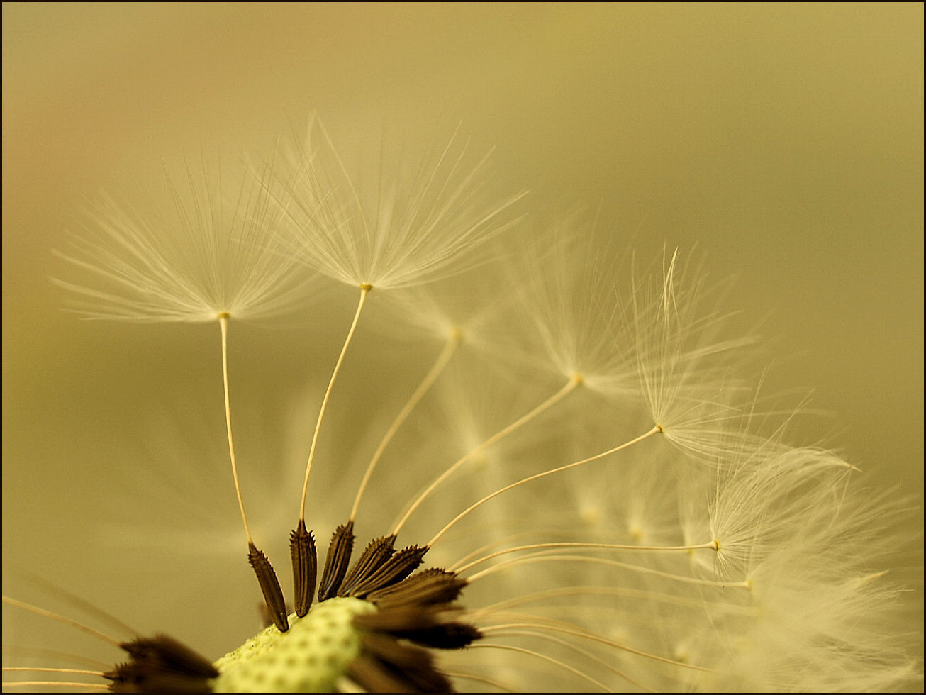 -Pusteblume-