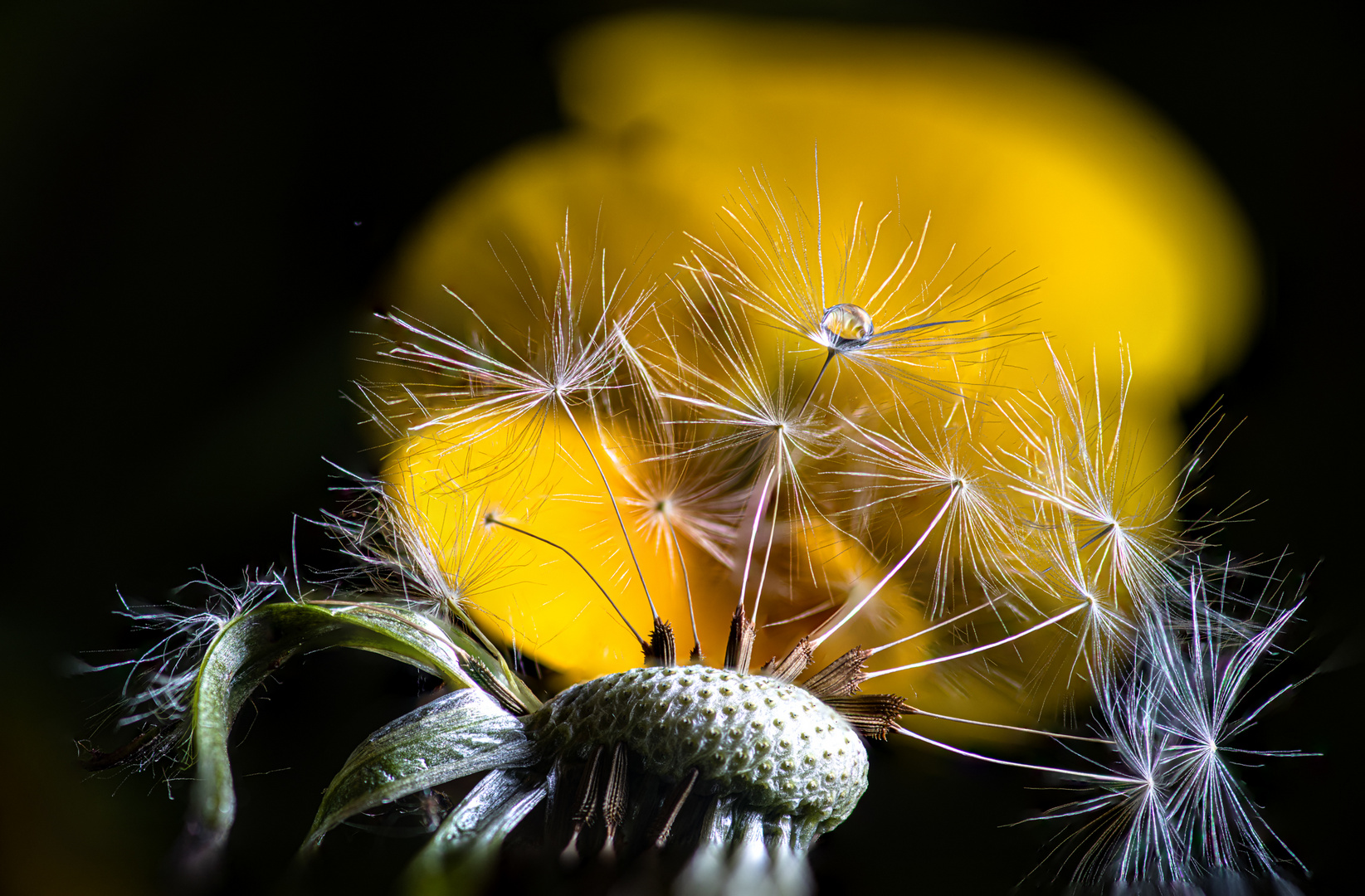 Pusteblume