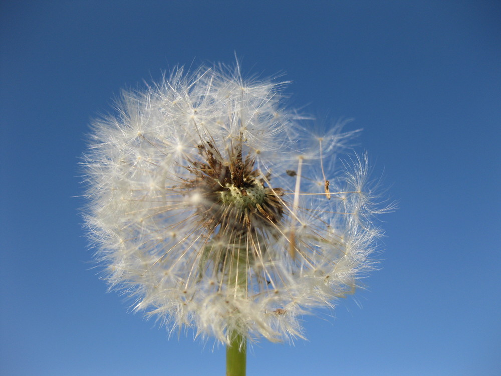 Pusteblume von Melanie Herrlinger