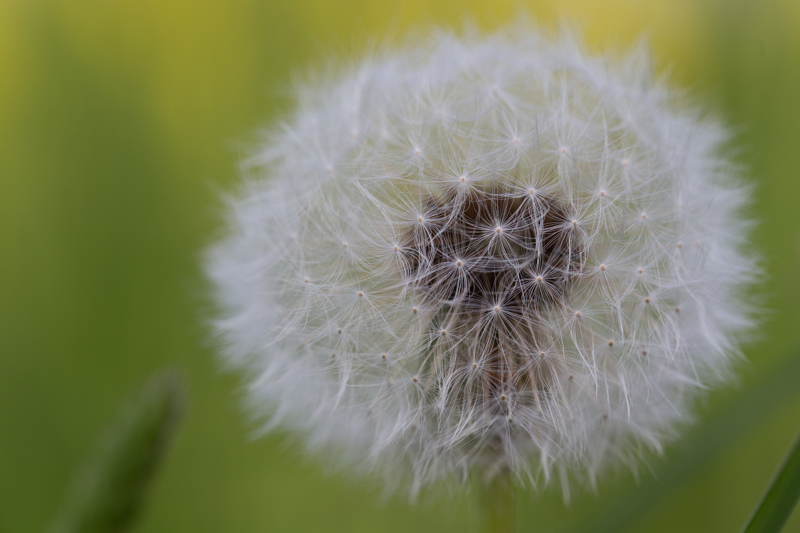 Pusteblume