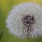 Pusteblume