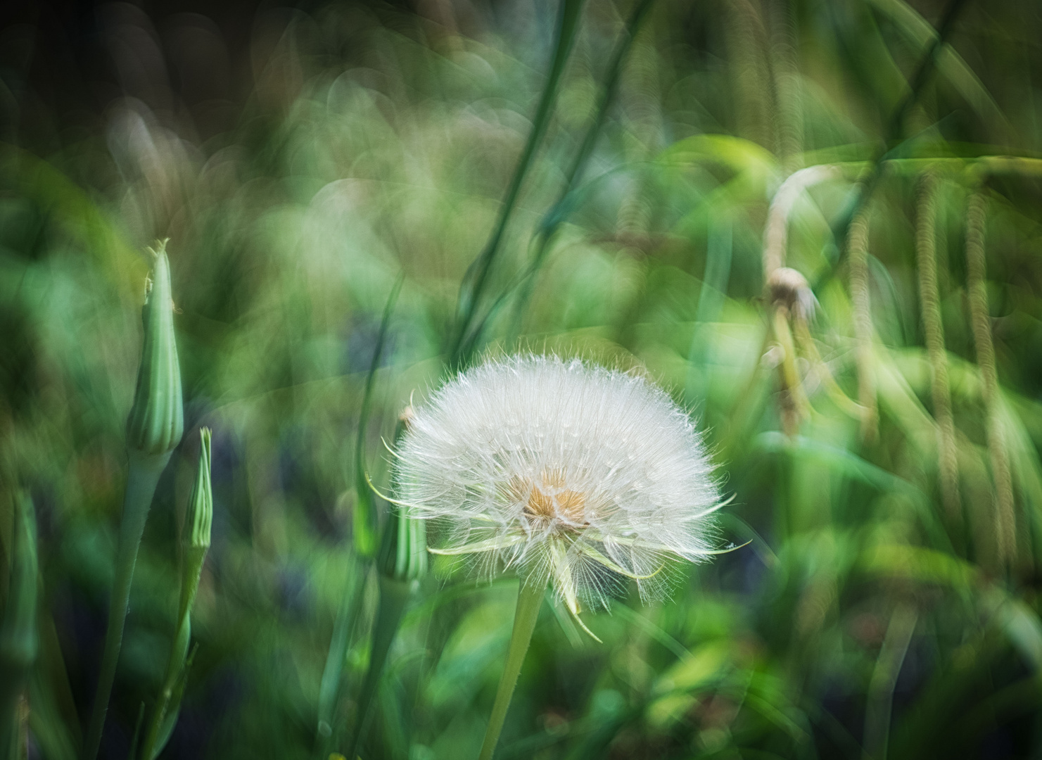 Pusteblume