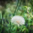 Pusteblume