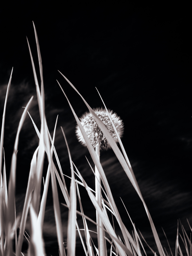 Pusteblume