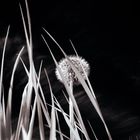 Pusteblume