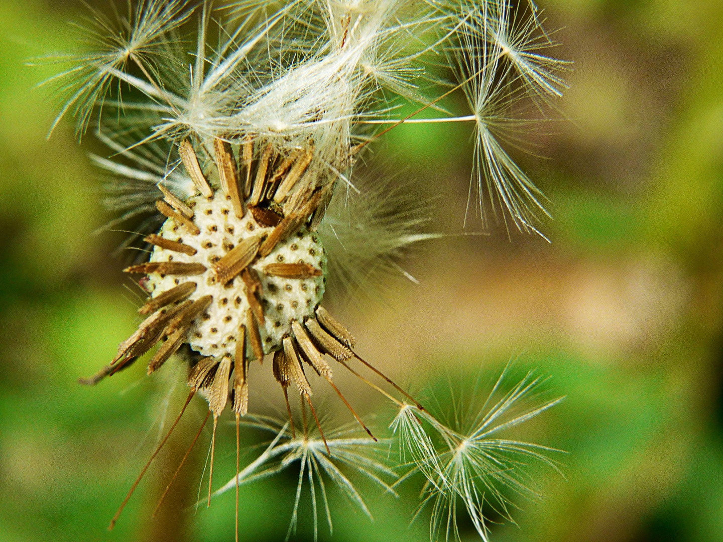 Pusteblume