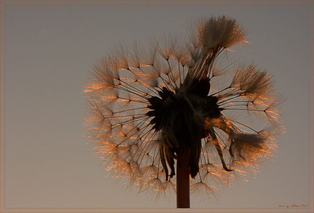 Pusteblume