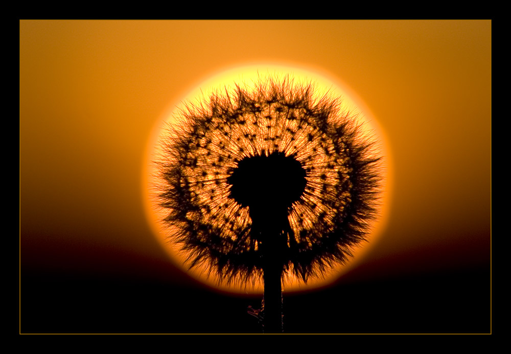 Pusteblume