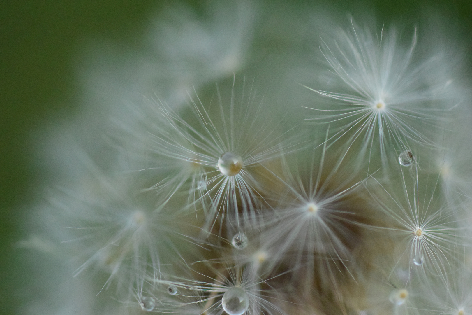 Pusteblume 