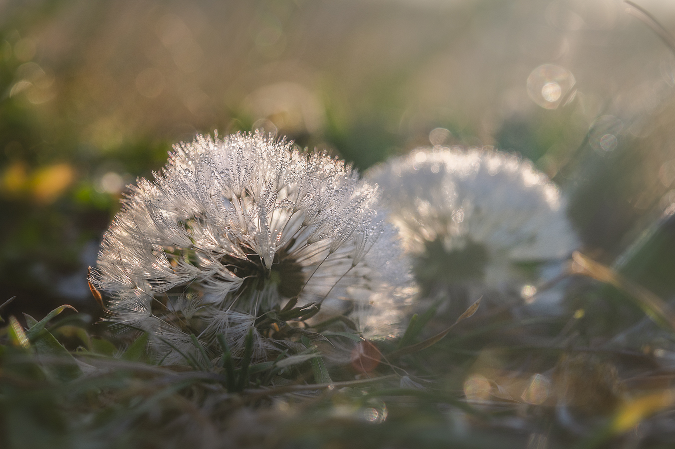 Pusteblume