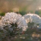 Pusteblume