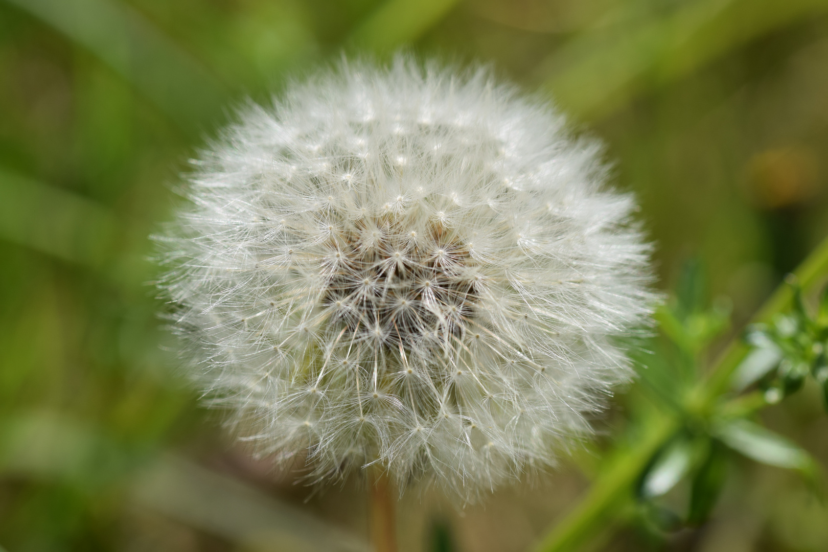 Pusteblume